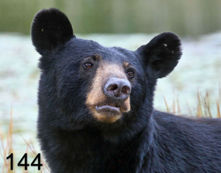 144black bear 7-21-09 4d285x14l.jpg
