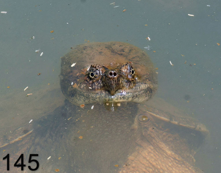 145turtle (snapping)  5-23-06 cl1x14la.jpg