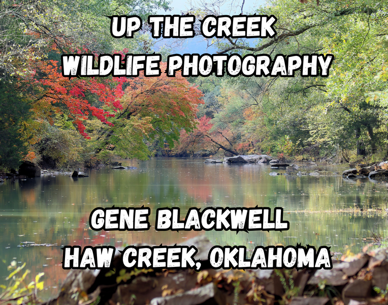 147UP THE CREEK WILDLIFE PHOTOGRAPHY.png