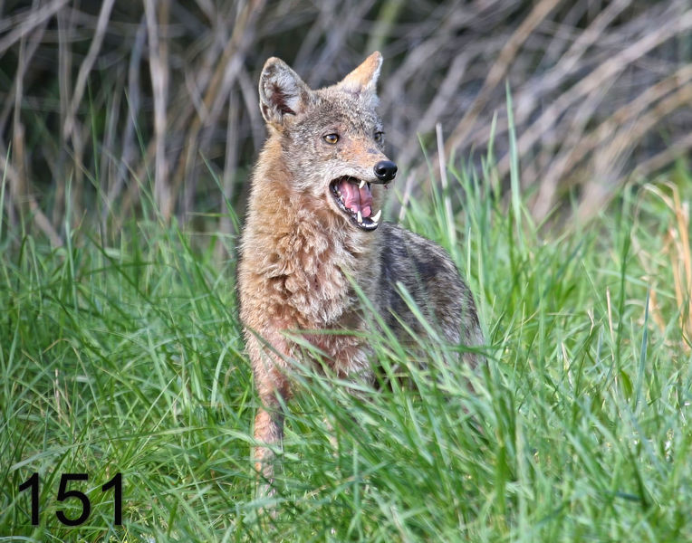 151coyote 4-12-07 cl2c14l.jpg