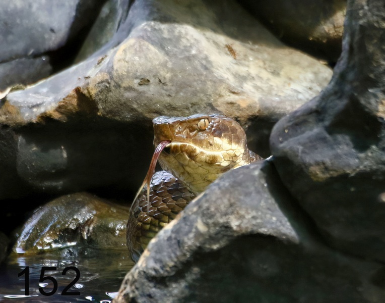 152cottonmouth 6-9-17-137x14l.jpg