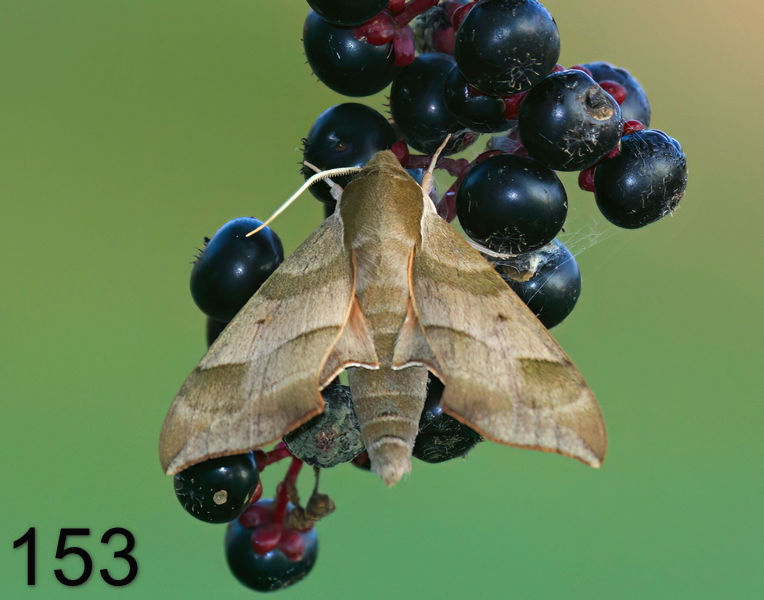 153moth-(virginia creeper sphinx) 9-1-08 4d585x14l.jpg
