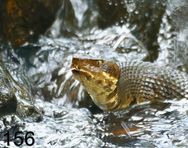 156cottonmouth 6-12-17-004x14l.jpg