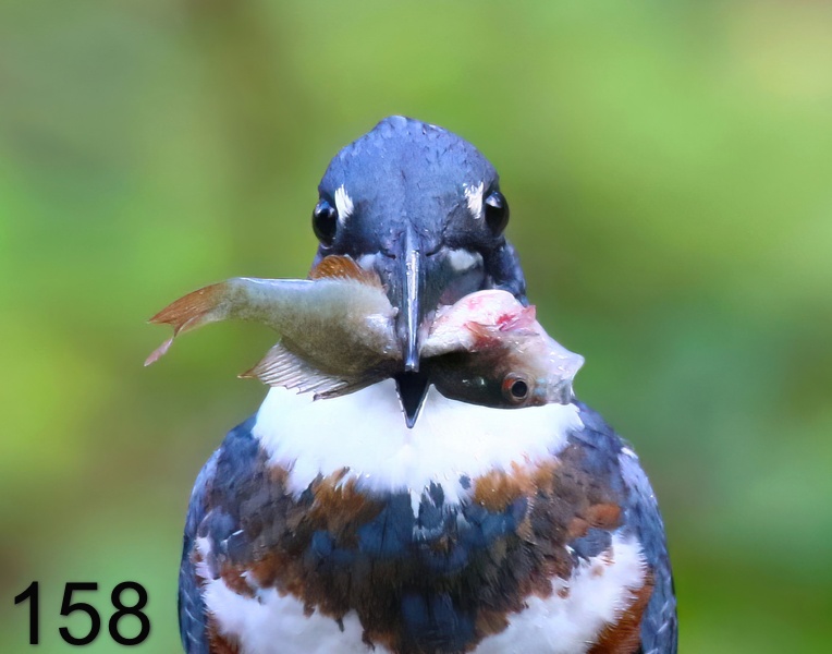 158belted kingfisher 10-1-18-455x14la.jpg