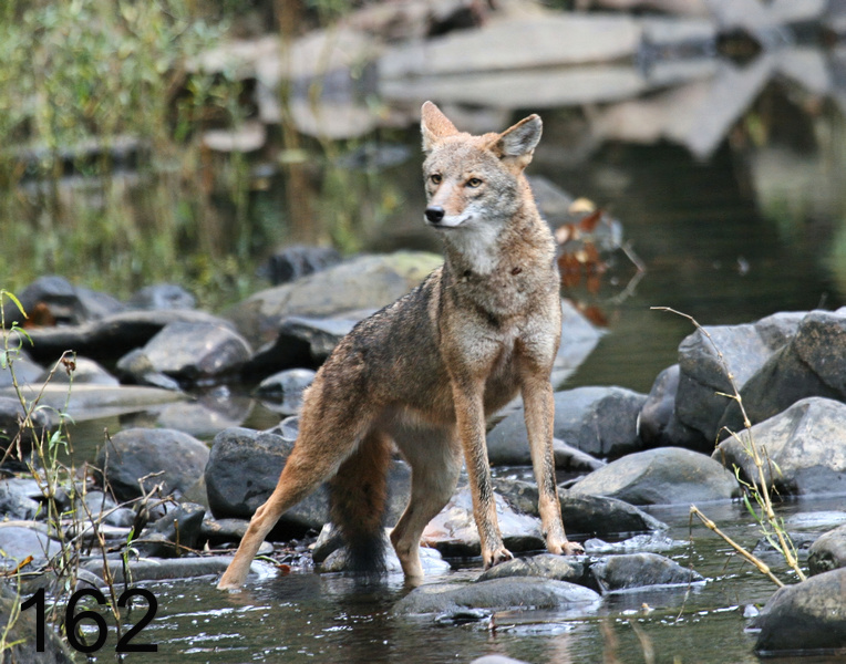 162coyote 10-23-07 4c4x14l.jpg