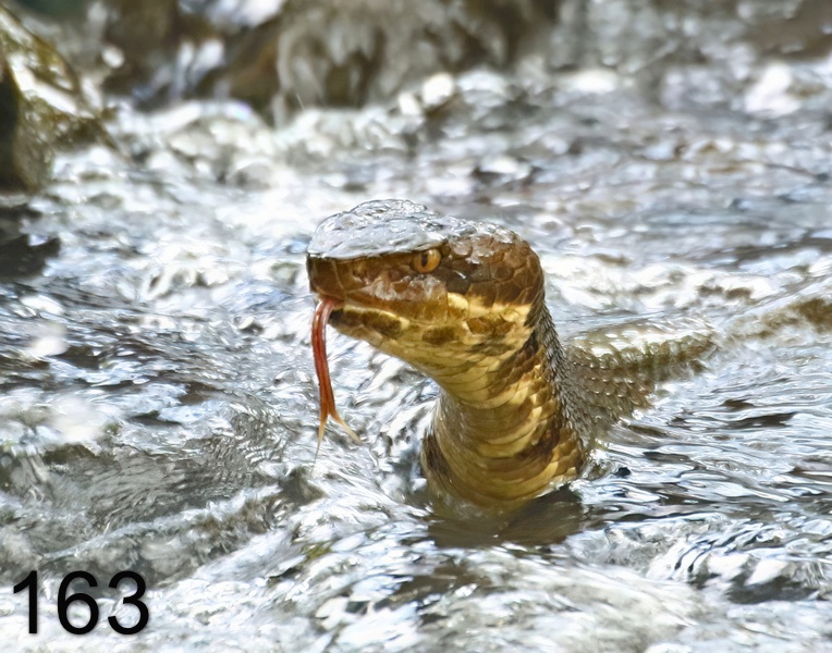 163cottonmouth 6-12-17-876x14l.jpg