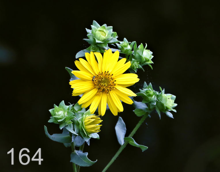 164wildflower 6-30-17-417x14l.jpg