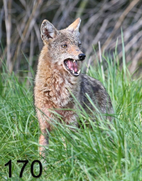 170coyote 4-12-07 cl2c14lt.jpg
