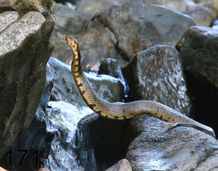 171cottonmouth 6-15-18-577x14l.jpg