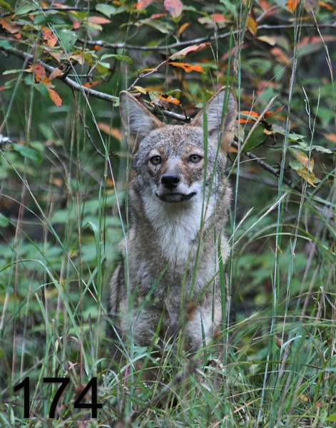 174coyote 10-17-07 4c8x14lt.jpg