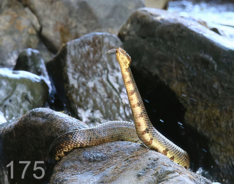 175cottonmouth 6-15-18-629x14l.jpg