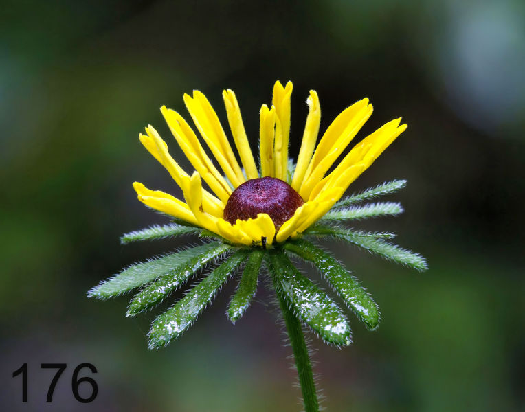 176wildflower 5-23-17-057x14l.jpg