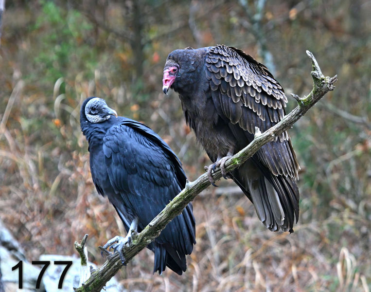 177black--turkey-vultures 11-2-07 4c21x14l.jpg