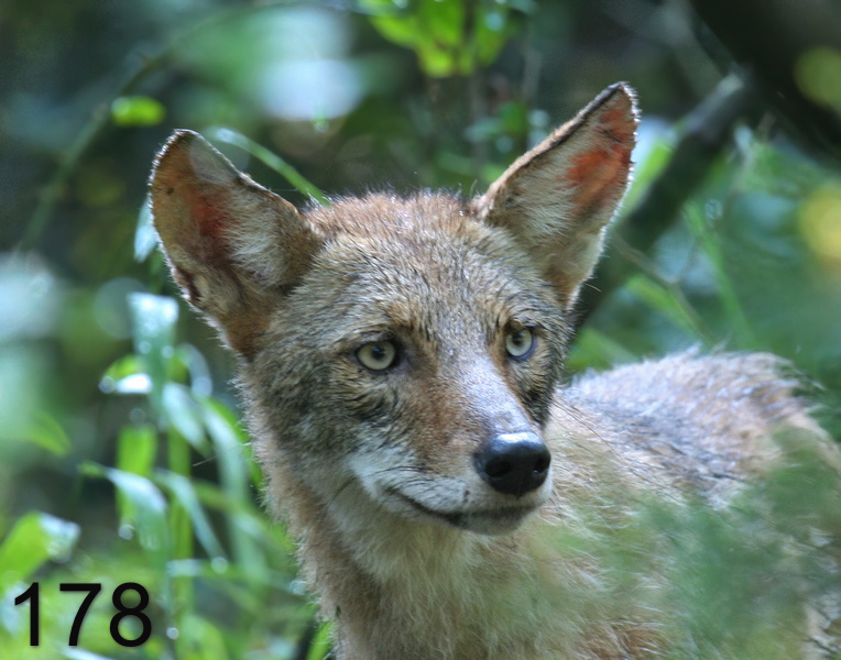 178coyote 7-17-07 4c2c14l.jpg