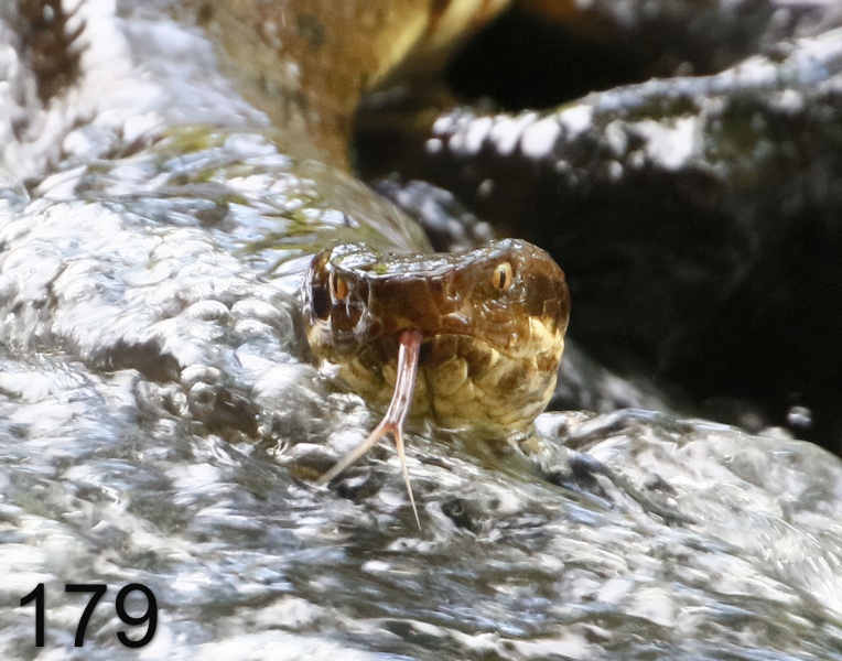 179cottonmouth 6-22-17-554x14ll.jpg