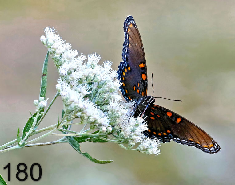 180red-spotted purple 9-16-17-561-14l.jpg