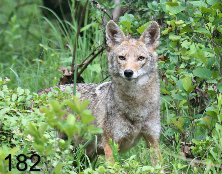 182coyote 5-24-07 4c4c14l.jpg