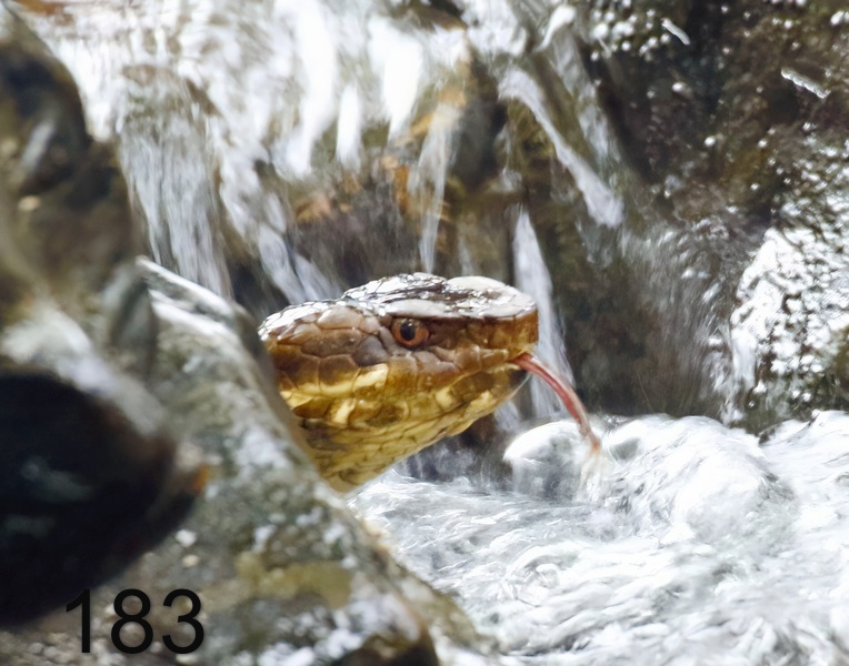 183cottonmouth 6-18-17-030x14l.jpg