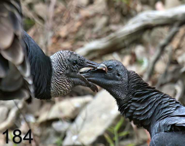 184black-vultures 10-26-07 4c3x14l.jpg