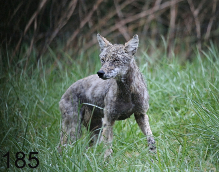 185coyote 4-14-07 cl2-14l.jpg