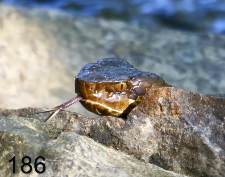 186cottonmouth 6-21-17-655x14l.jpg
