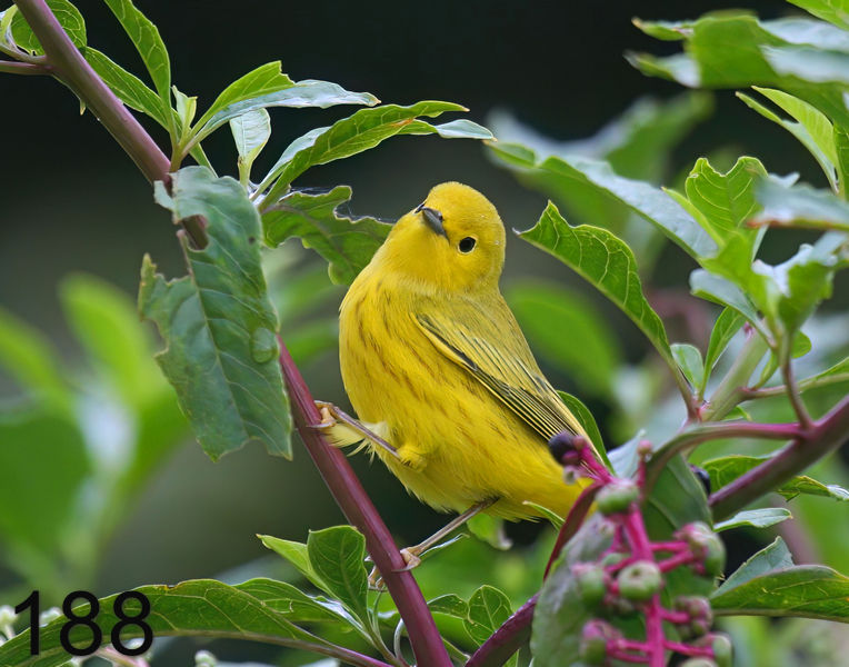 188yellow-warbler 8-15-08 4d260x14l.jpg