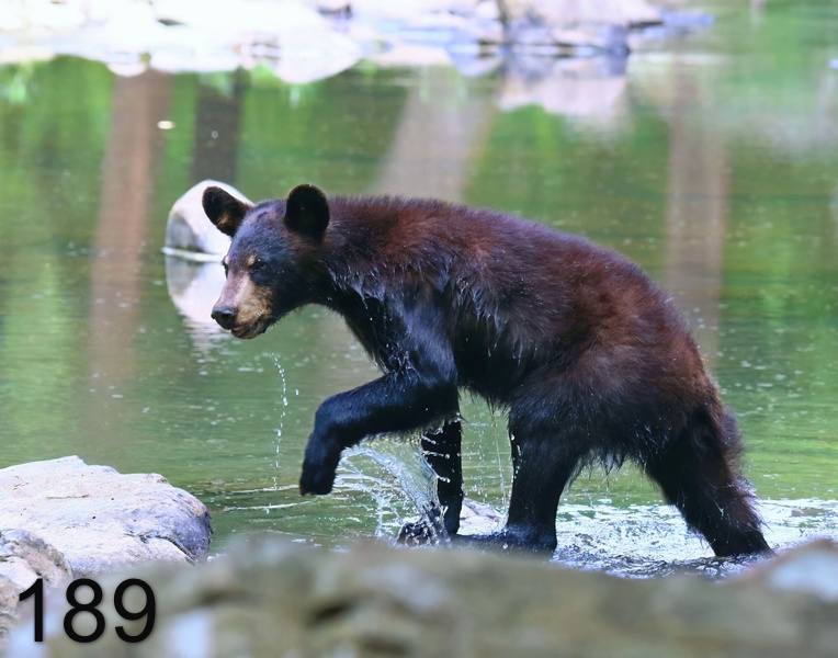 189black bear 6-4-18-001x14l.jpg