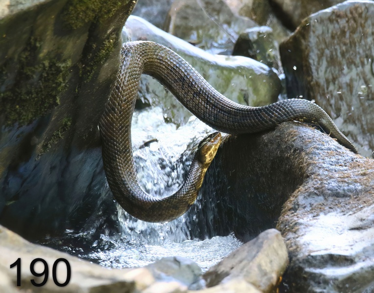190cottonmouth 6-23-18-792x14l.jpg