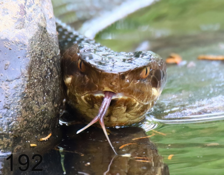 192cottonmouth 6-24-18-084x14l.jpg