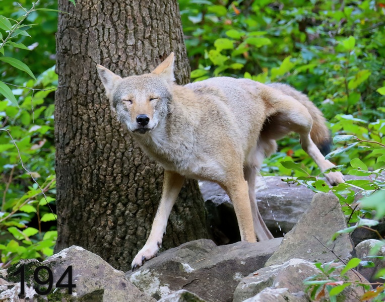 194coyote 9-4-18-867x14l.jpg