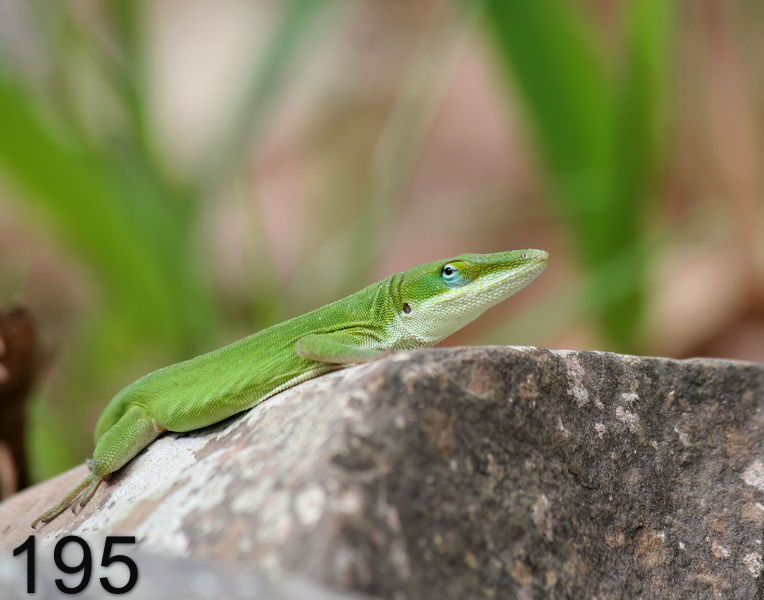 195lizard (green anole)  4-11-06 cl3x14l.jpg