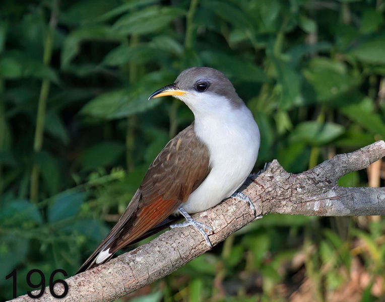 196yellow-billed cuckoo  7-23-06 cl2x14l.jpg