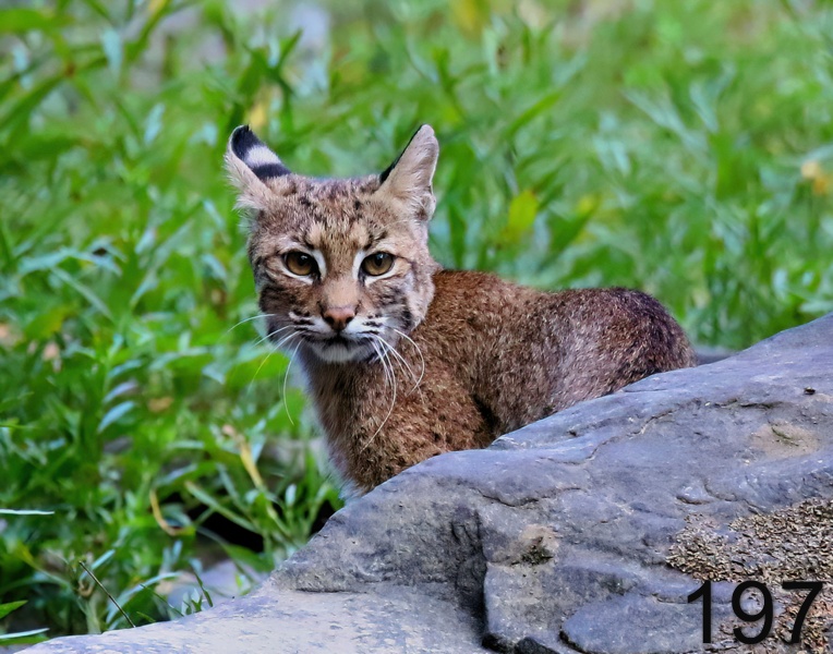 197bobcat 8-27-18-951x14l.jpg