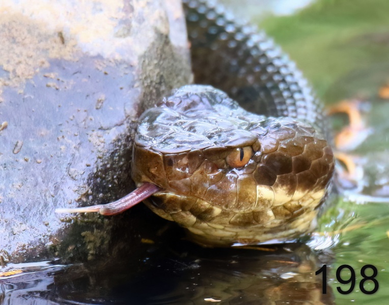 198cottonmouth 6-24-18-086x14l.jpg