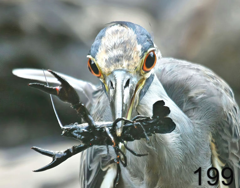 199yellow crowned night heron-8-4-12-101f-14l.jpg