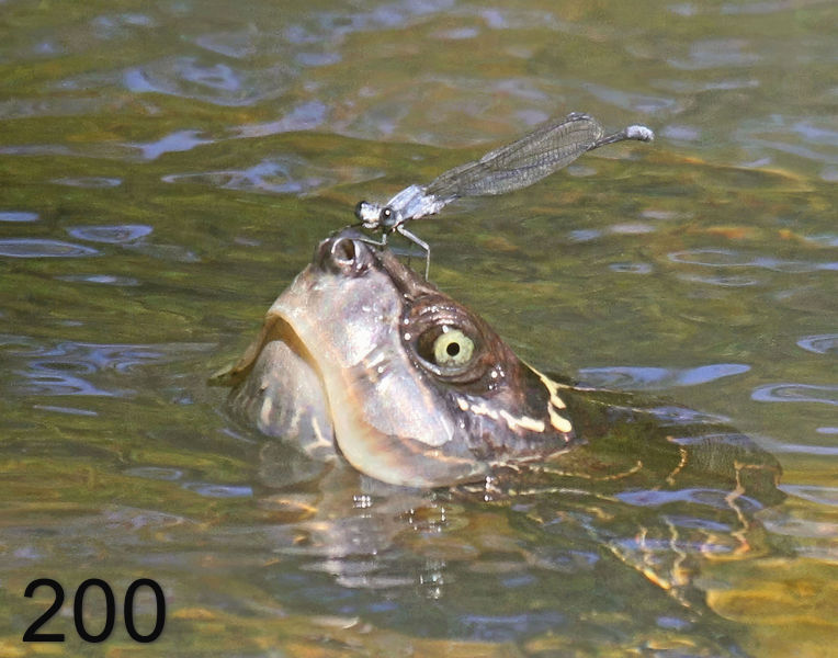 200mississippi map turtle 7-28-14-506r14l.jpg