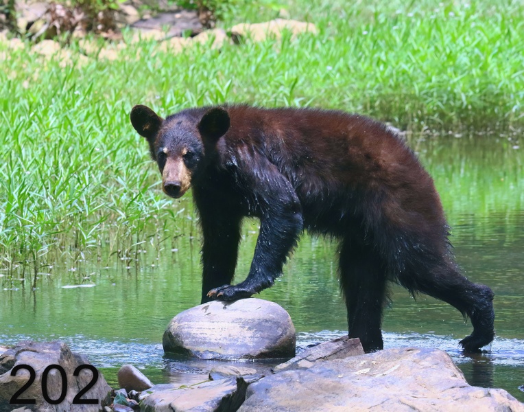 202black bear 6-4-18-022x14l.jpg