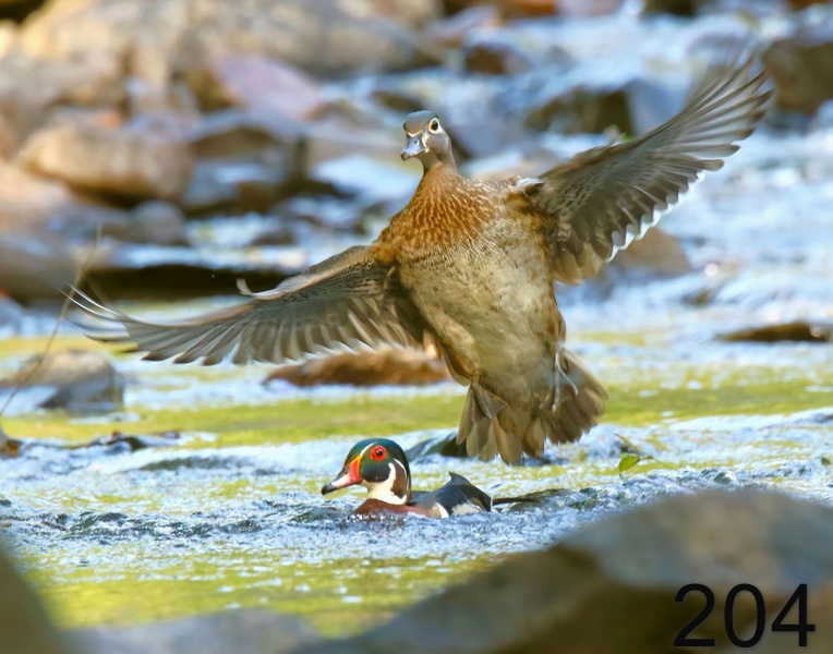 204wood ducks 6-14-18-405x14l.jpg