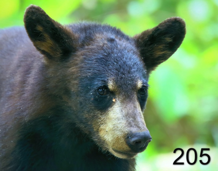 205black bear 6-4-18-443x14l.jpg