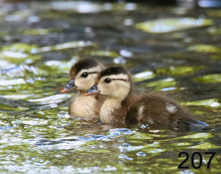 207wood ducks 6-26-18-624x14l.jpg