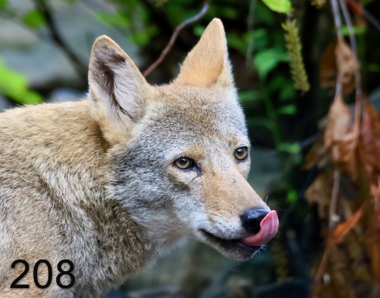 208coyote 9-4-18-907x14l.jpg