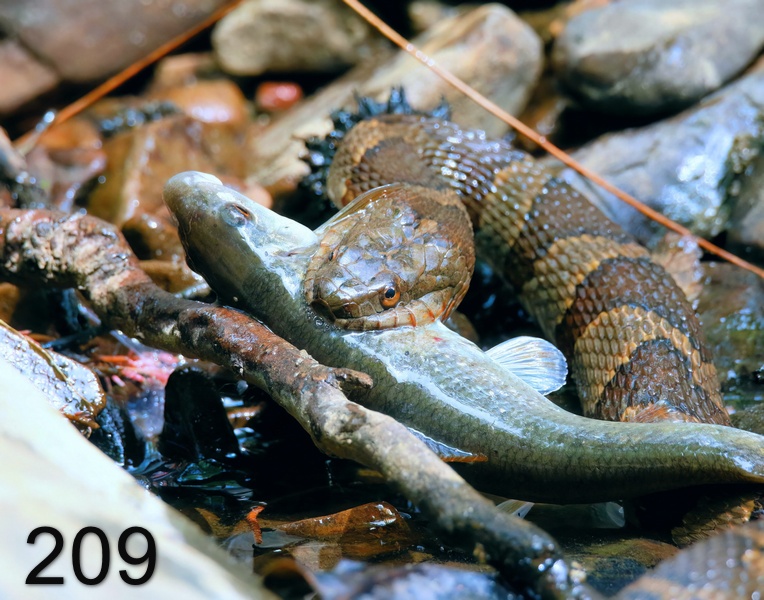 209northern watersnake 6-12-18-830x14l.jpg