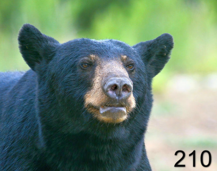 210black bear 7-21-09 4d532ps-nx14l.jpg