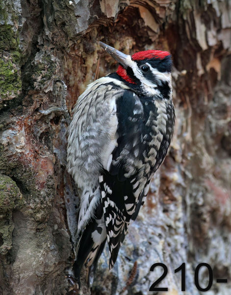 210yellow bellied sapsucker 2-19-06 cl2 7515x14lt.jpg