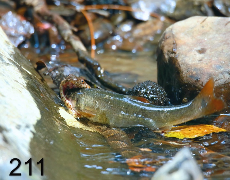 211northern watersnake 6-12-18-878x14l.jpg