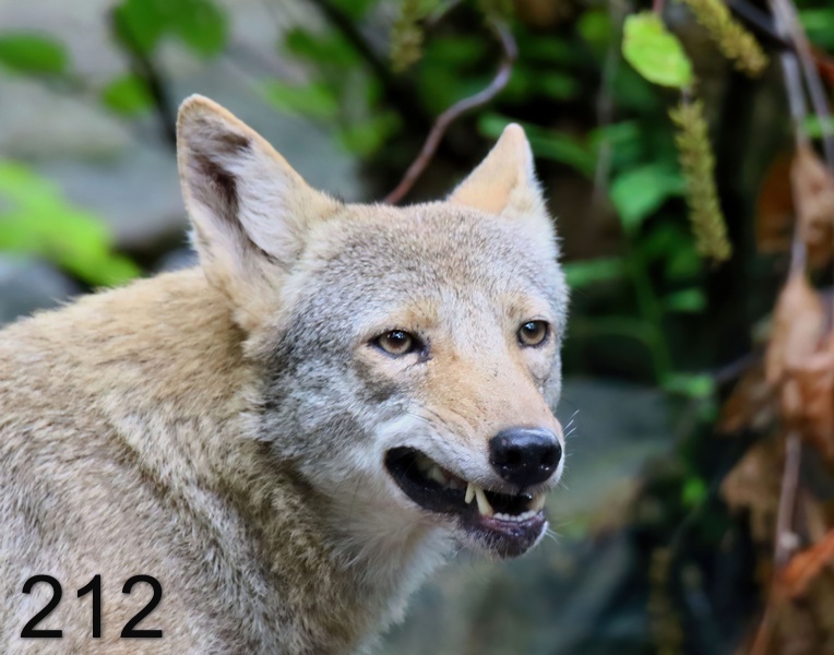 212coyote 9-4-18-931x14l.jpg