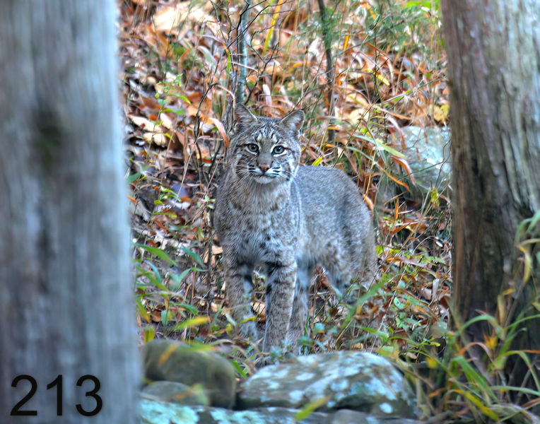 213bobcat 11-18-06 cl3x14l.jpg