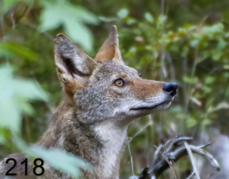 218coyote 10-5-17-722x14l-.jpg