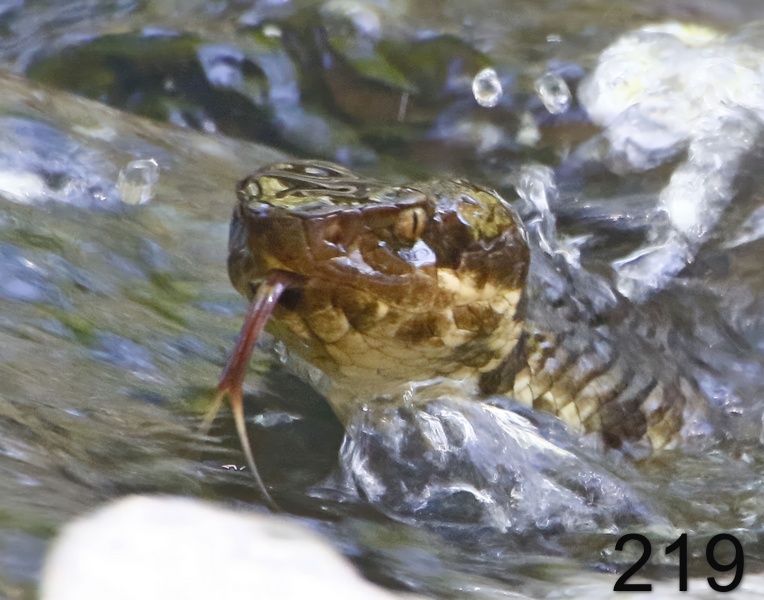 219cottonmouth 6-25-17-155x14ll.jpg