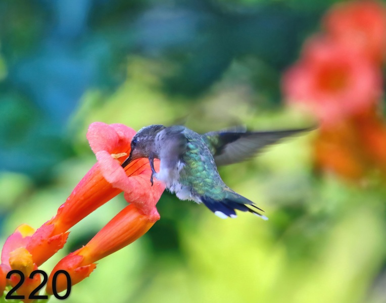 220ruby-throated hummingbird 8-10-18-886x14l.jpg